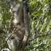 I am perfectly hidden by koalagardens