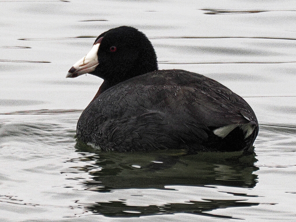 American coot by rminer