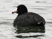 2nd Apr 2022 - American coot