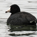 American coot by rminer