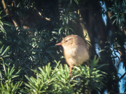 2nd Apr 2022 - Little bird in the Tree