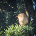 Little bird in the Tree by mumswaby