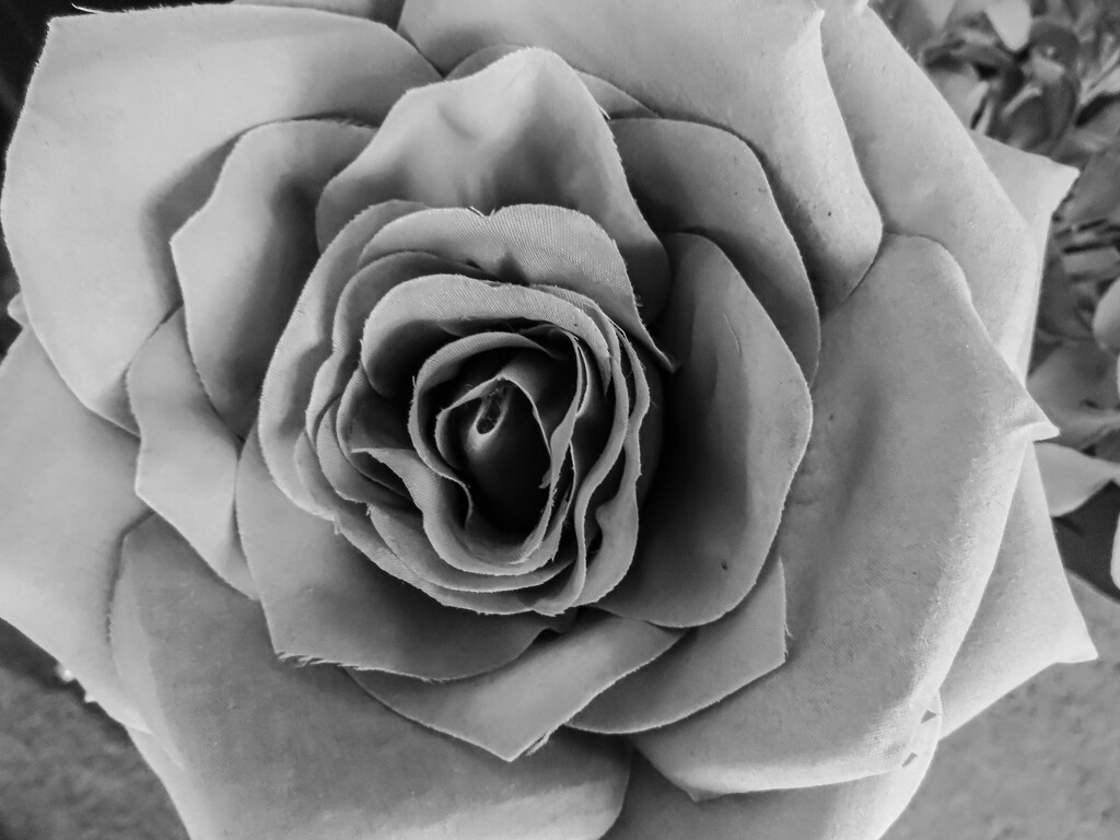 Monochrome Rose by mumswaby