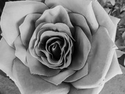 30th Mar 2022 - Monochrome Rose