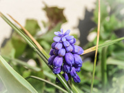 31st Mar 2022 - Grape Hyacinth