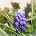 Grape Hyacinth by mumswaby