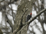 2nd Apr 2022 - red-bellied woodpecker 