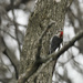red-bellied woodpecker  by rminer