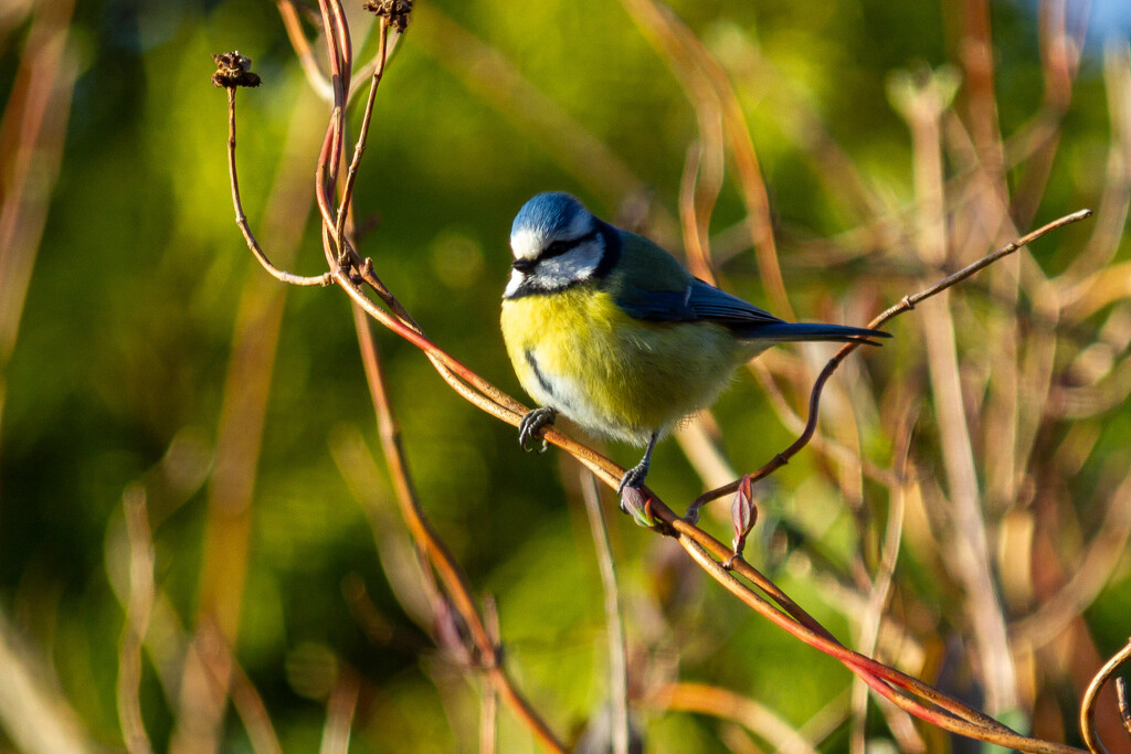 Blue Tit by natsnell