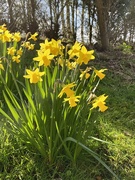 18th Mar 2022 - Daffodils