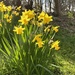 Daffodils by gillian1912