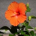  Brilliant Orange Hibiscus ~   by happysnaps