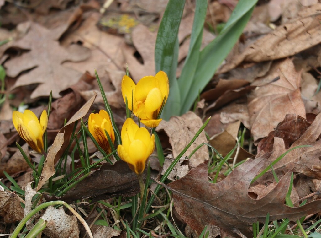 A Pocket of Spring by 365projectorgheatherb