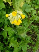 3rd Apr 2022 - Cowslips