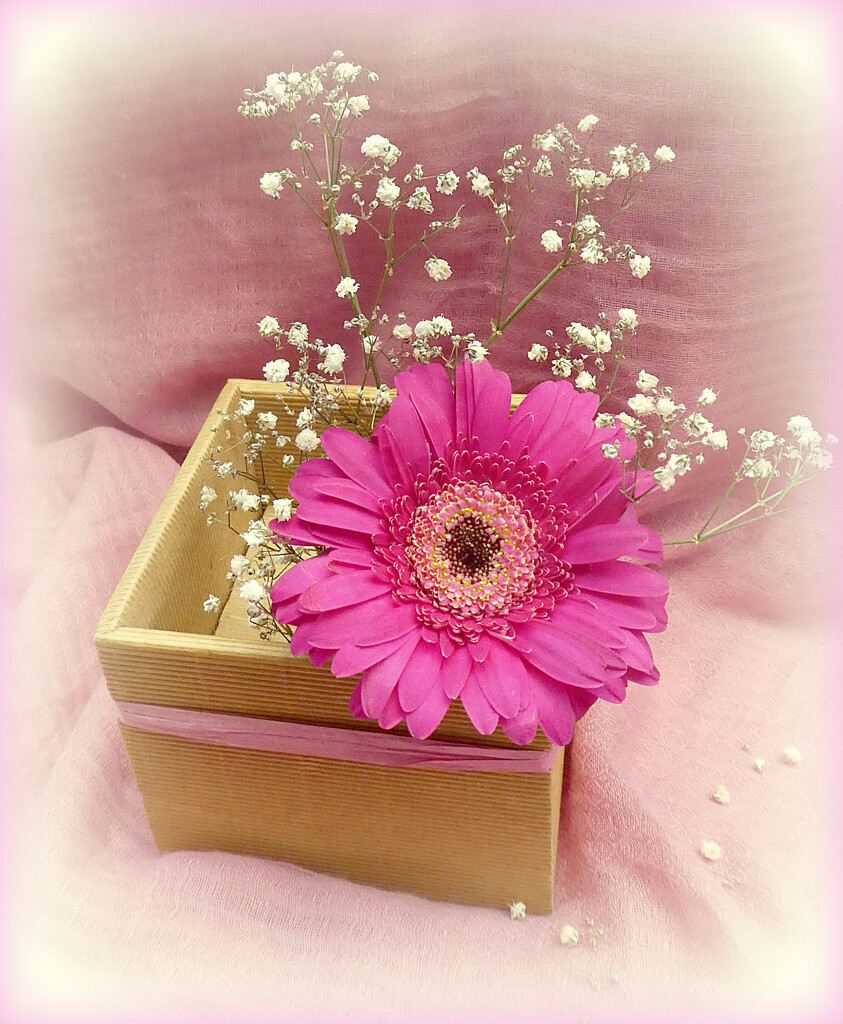 Flower in a Box. by wendyfrost