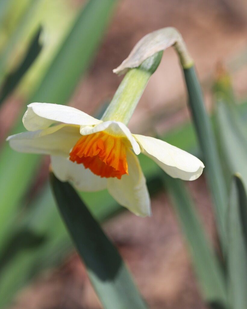 March 29: Jonquil by daisymiller