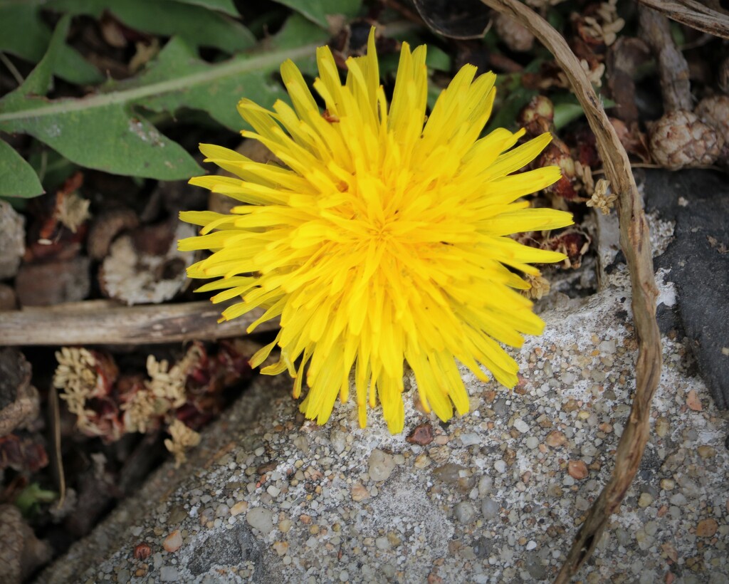 March 30: Yellow Dandelion Blossom by daisymiller