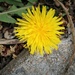 March 30: Yellow Dandelion Blossom by daisymiller