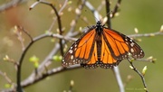2nd Apr 2022 - 92-365 butterfly