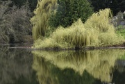 2nd Apr 2022 - Pacific Willow