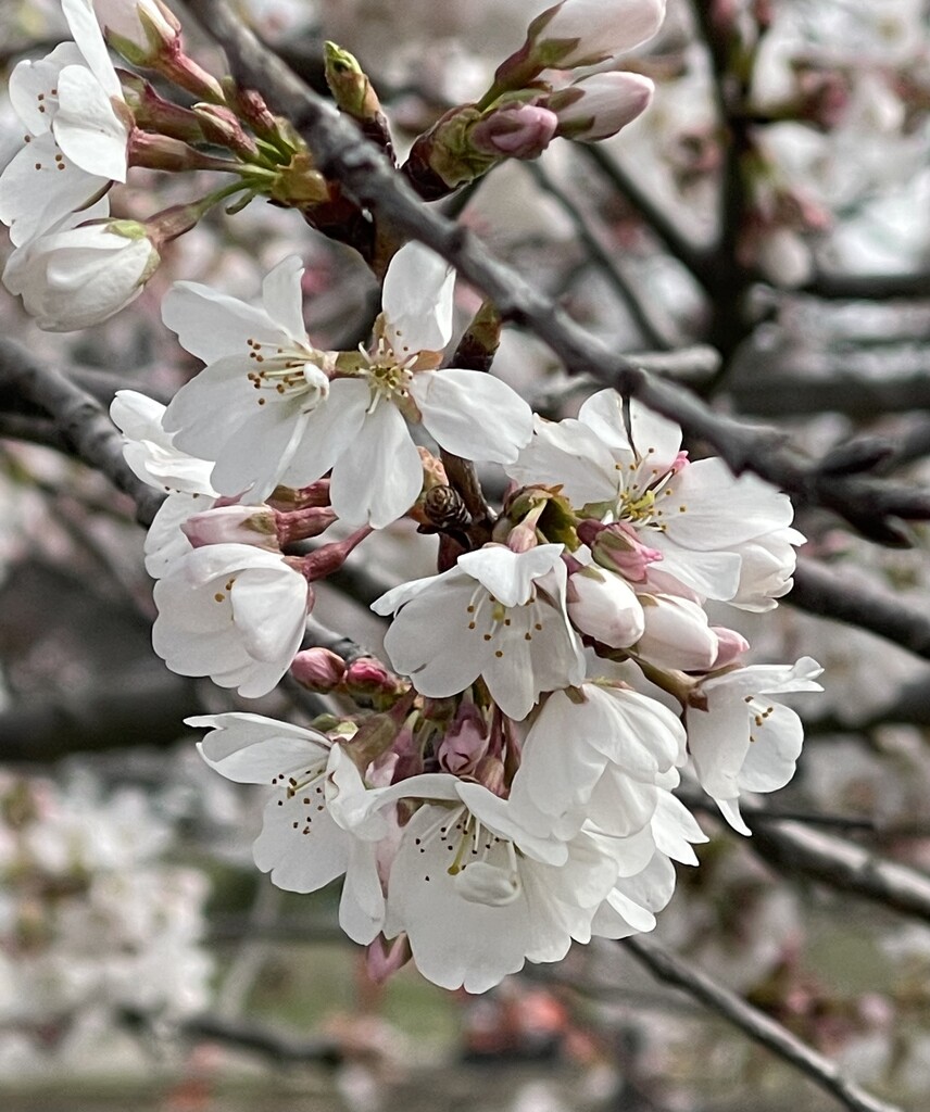 Cherry Blossom Time by essiesue