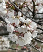 2nd Apr 2022 - Cherry Blossom Time
