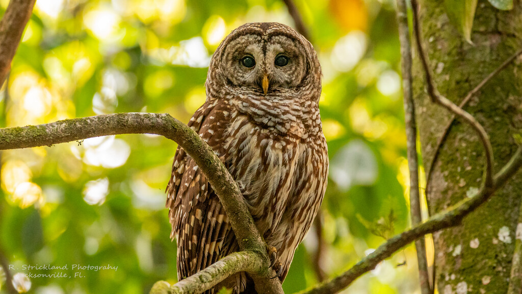 Barred Owl, Seems to be Wide Awake! by rickster549