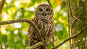 2nd Apr 2022 - Barred Owl, Seems to be Wide Awake!