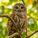 Barred Owl, Seems to be Wide Awake! by rickster549