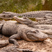 Alligators Everywhere! by rickster549