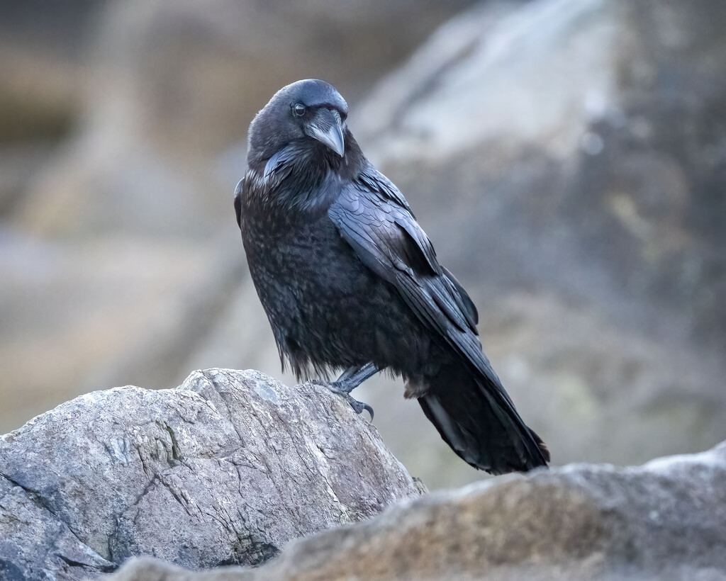 Common Raven by nicoleweg