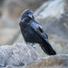 Common Raven by nicoleweg