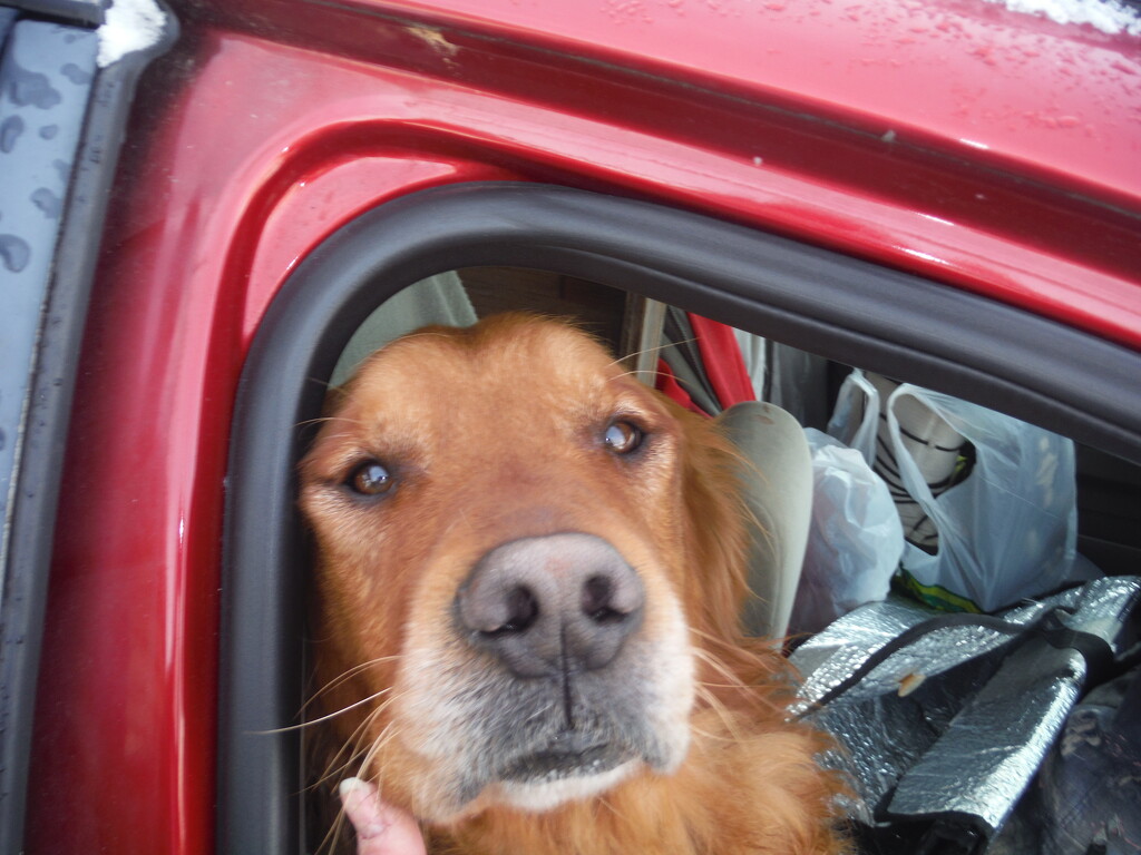 Nose #1: Tucker the Market Dog by spanishliz