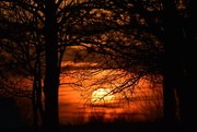 2nd Apr 2022 - Trees and Sunset