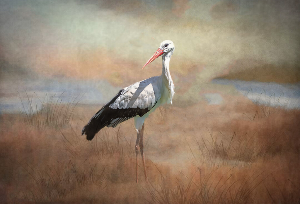 The lonely Stork by ludwigsdiana