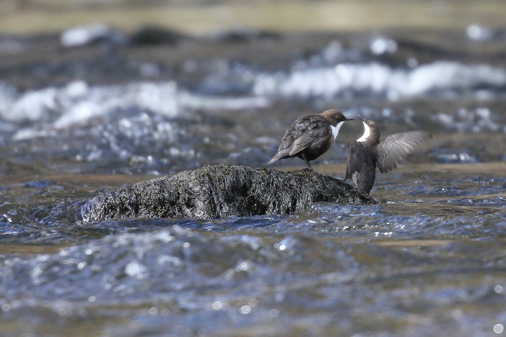 A Couple of Dippers by jamibann