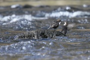 3rd Apr 2022 - A Couple of Dippers