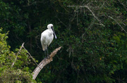 22nd Feb 2022 - Spoonbill came back to nest - but it was the only one