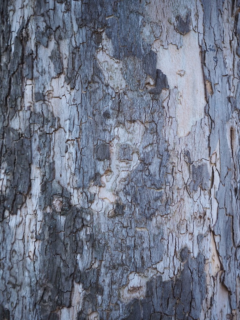 Grey bark by monikozi