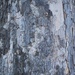 Grey bark by monikozi