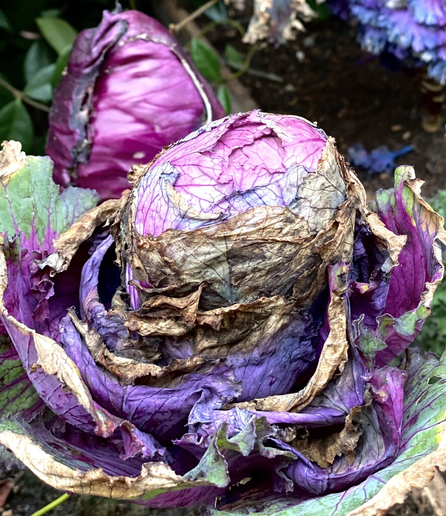 Red Cabbage…  by rensala