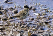 30th Mar 2022 - MEADOW PIPIT 