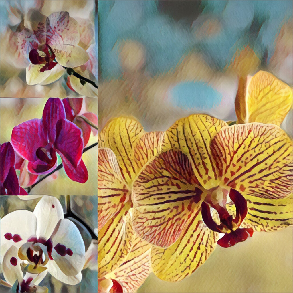 So nice to see all my orchids blooming at the same time! by radiogirl