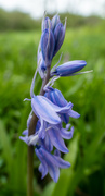 3rd Apr 2022 - Bluebell time..