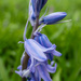 Bluebell time.. by susie1205