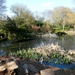 Pond in Homestead Park by fishers