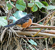 3rd Apr 2022 - Male Spotted Towhee