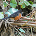 Male Spotted Towhee by seattlite