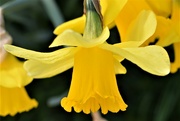 2nd Apr 2022 - yellow