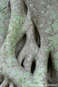 3rd Apr 2022 - Tree Love